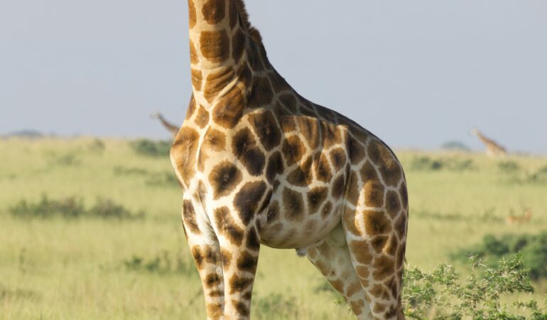 Kidepo Valley vs Murchison Falls