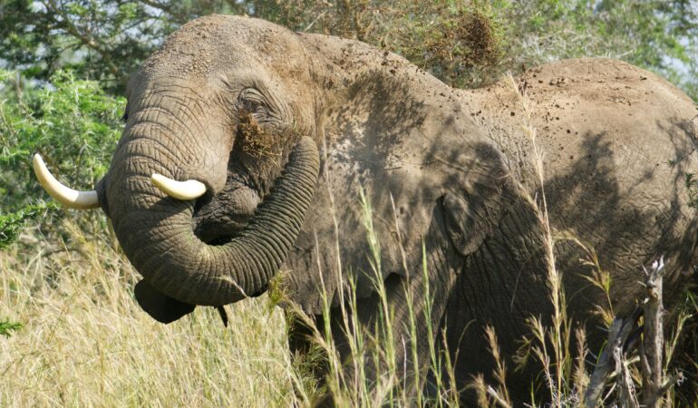 Murchison Falls National Park: Ultimate Safari Guide